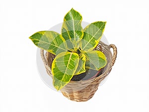 Ficus Altissima BlumeÂ 'Golden Edge'  in wicker basket isolated on white background